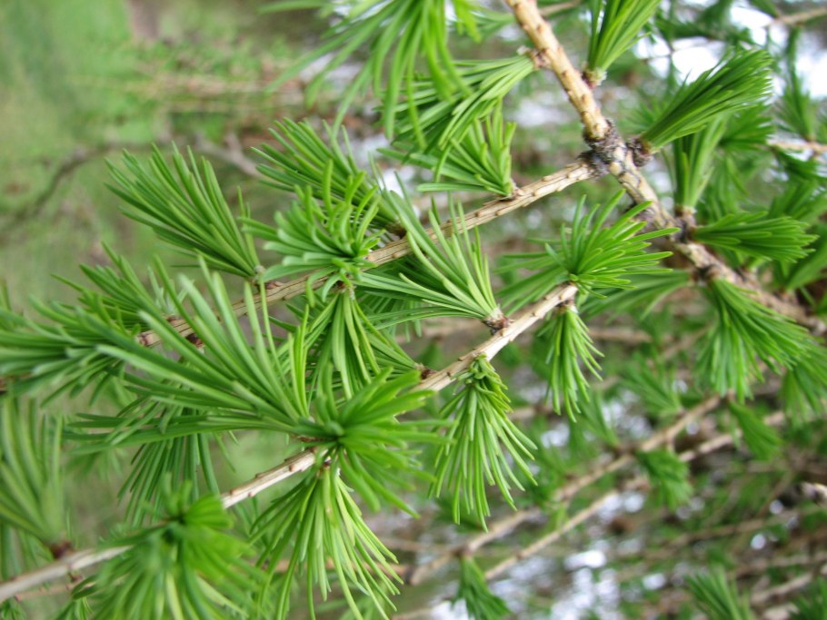 Лиственница Ольгинская Larix Olgensis