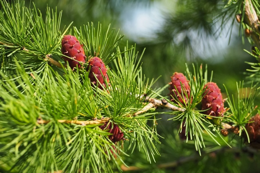 Лиственница Камчатская