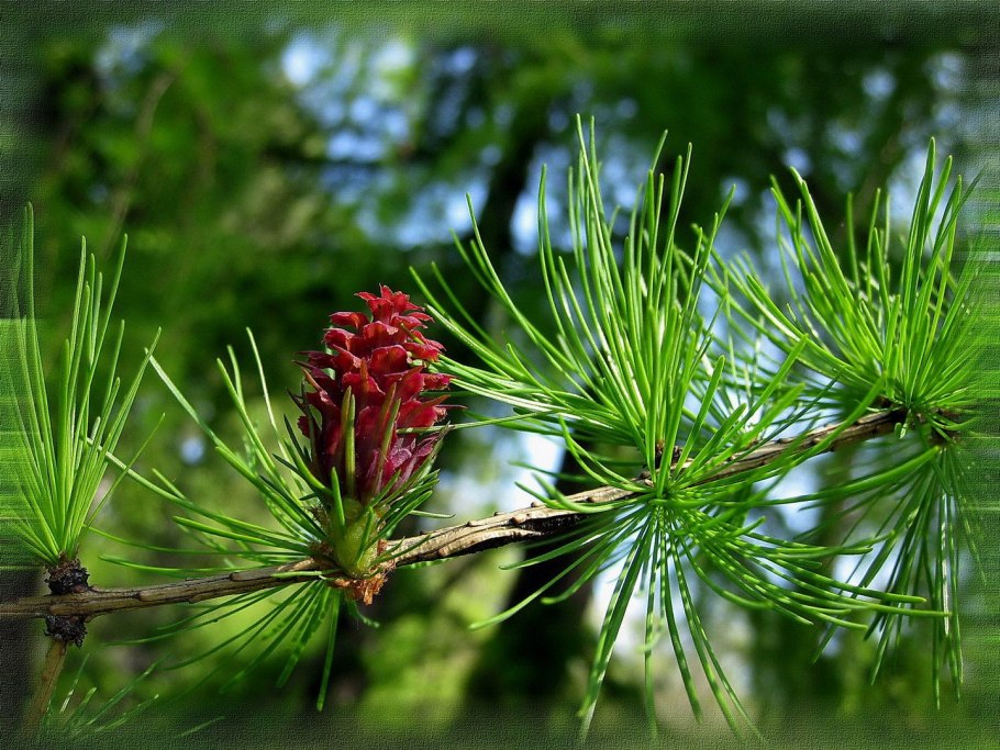 Лиственница Приморская