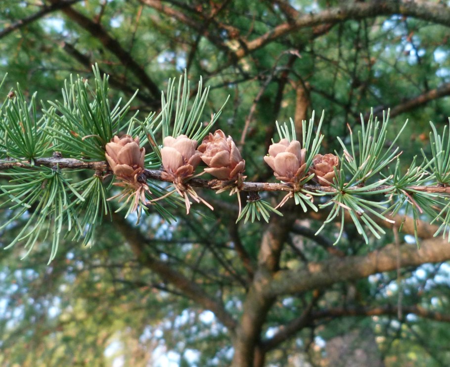 Лиственница сибирская larix sibirica
