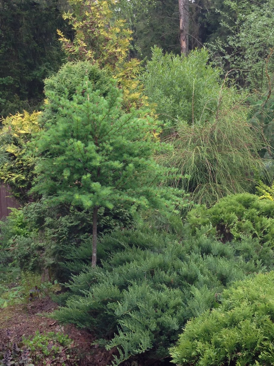Лиственница сибирская пирамидальная