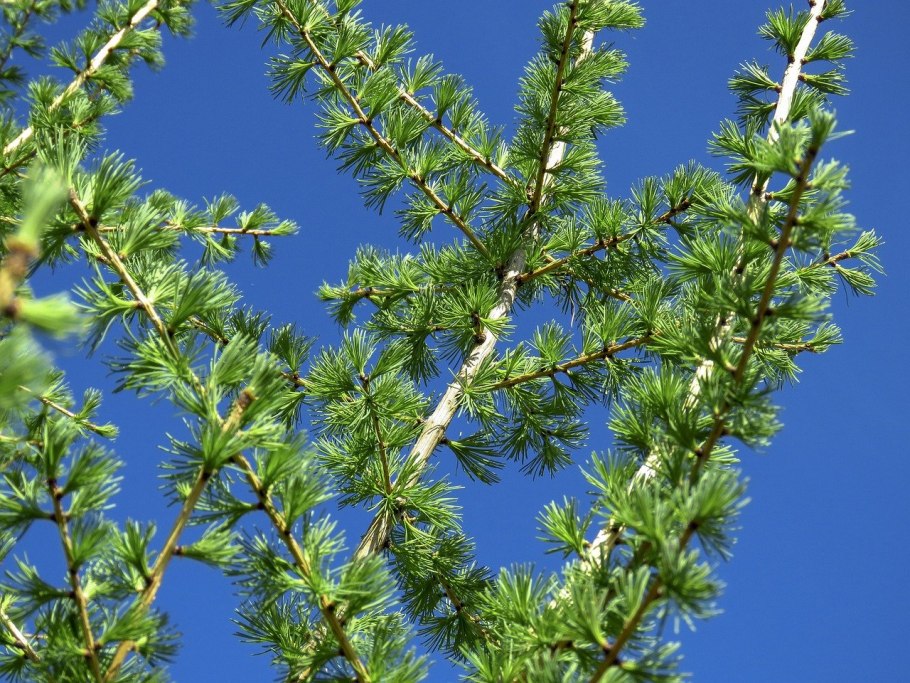 Лиственница сукачева (larix sukaczewii)