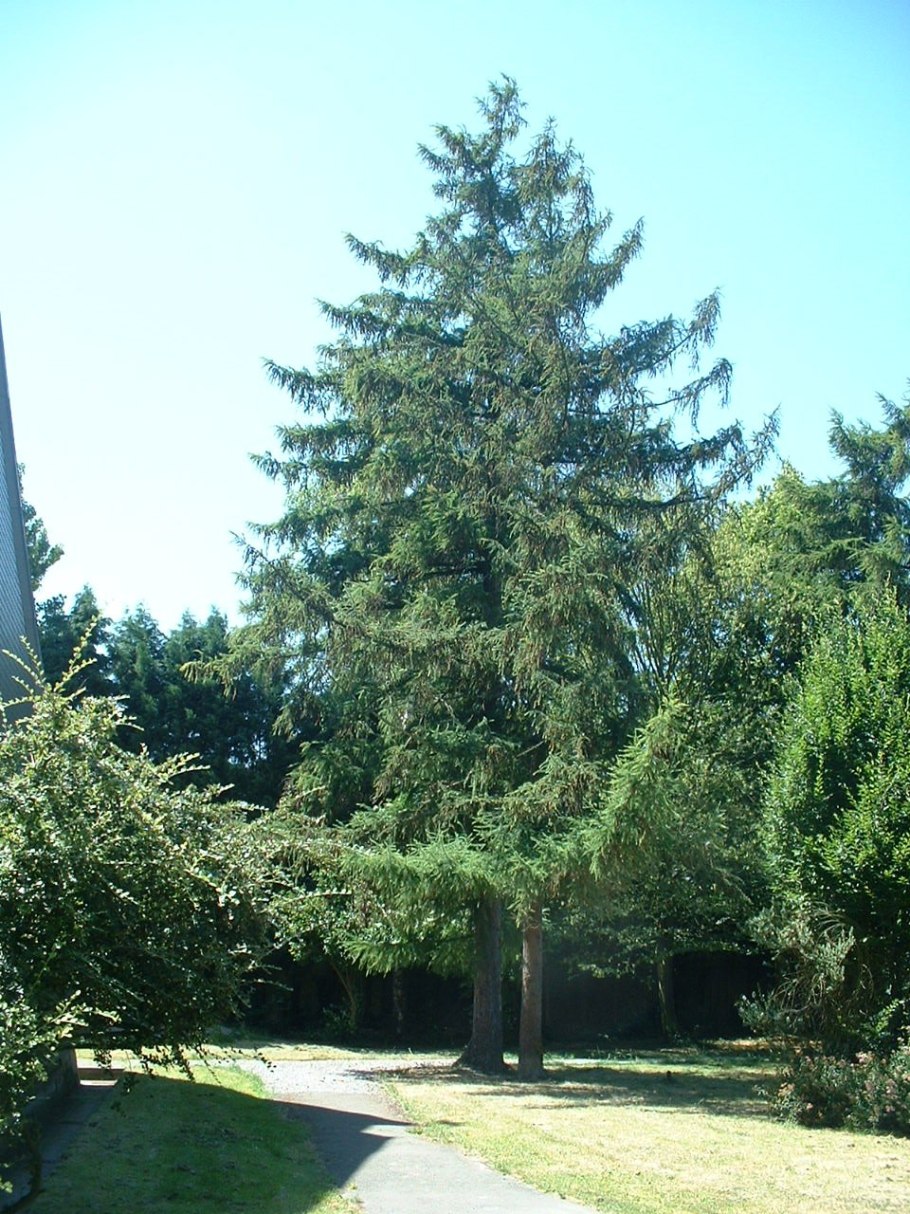 Лиственница американская Larix laricina