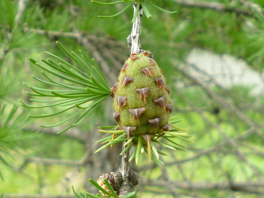 Шишки лиственницы Ольгинской