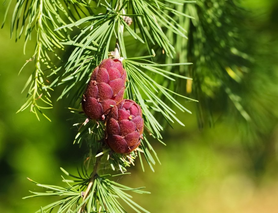Ольгинская лиственница семена