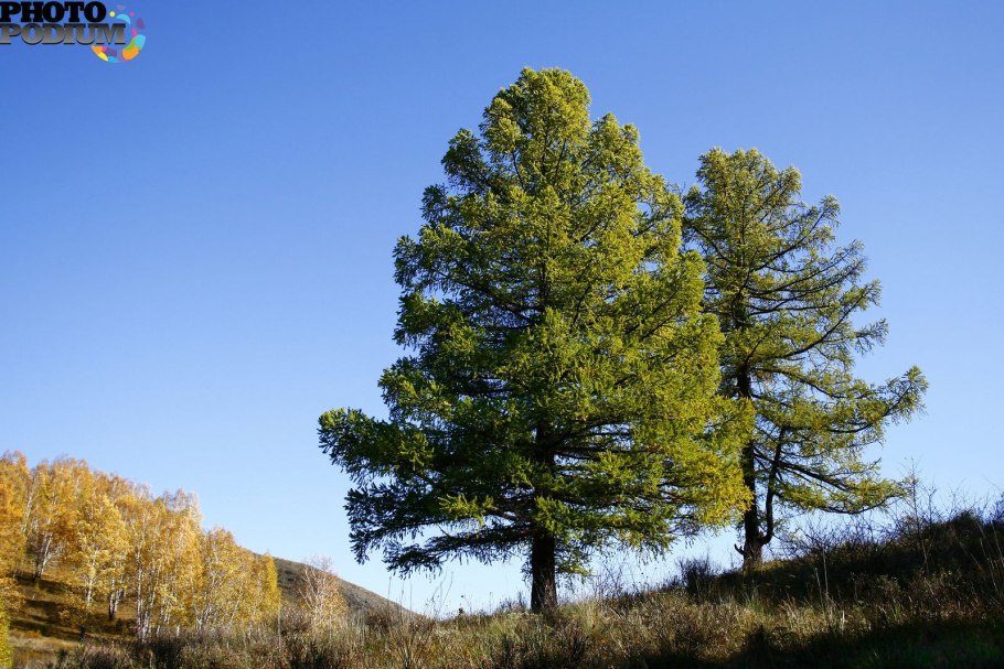 Лиственница Даурская (Каяндера).
