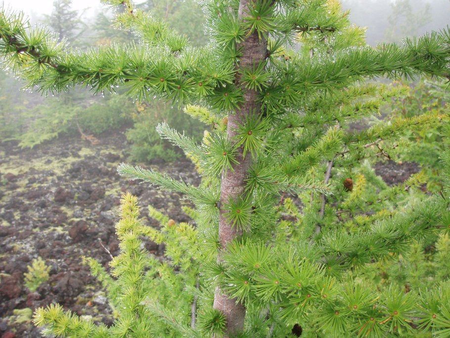 Лиственница тонкочешуйчатая larix kaempferi