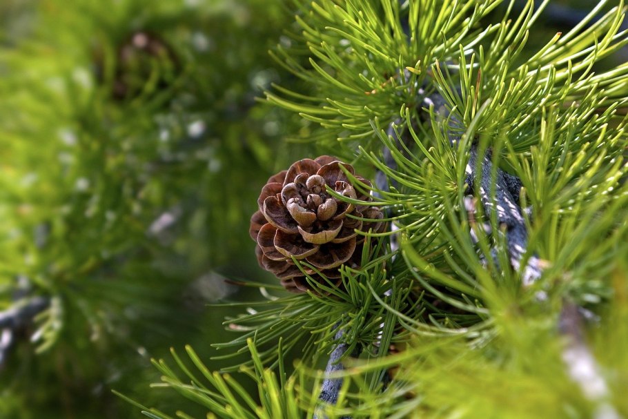 Лиственница макростробилы