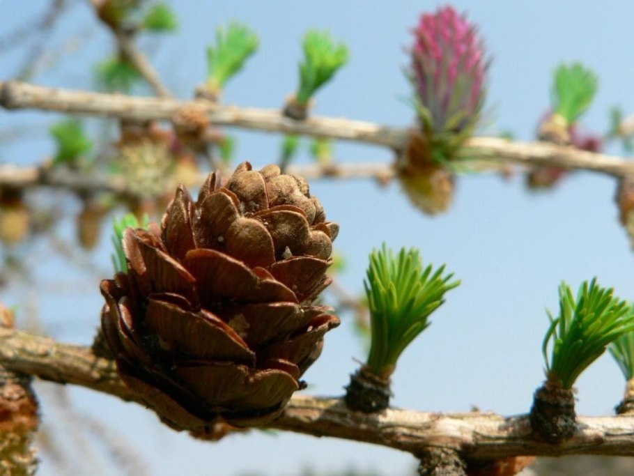 Лиственница европейская шишки