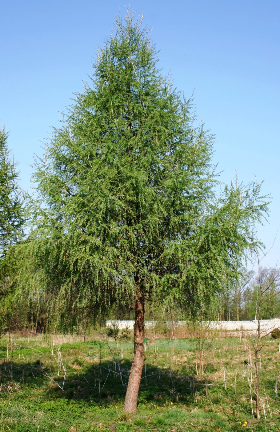 Лиственница пирамидальная