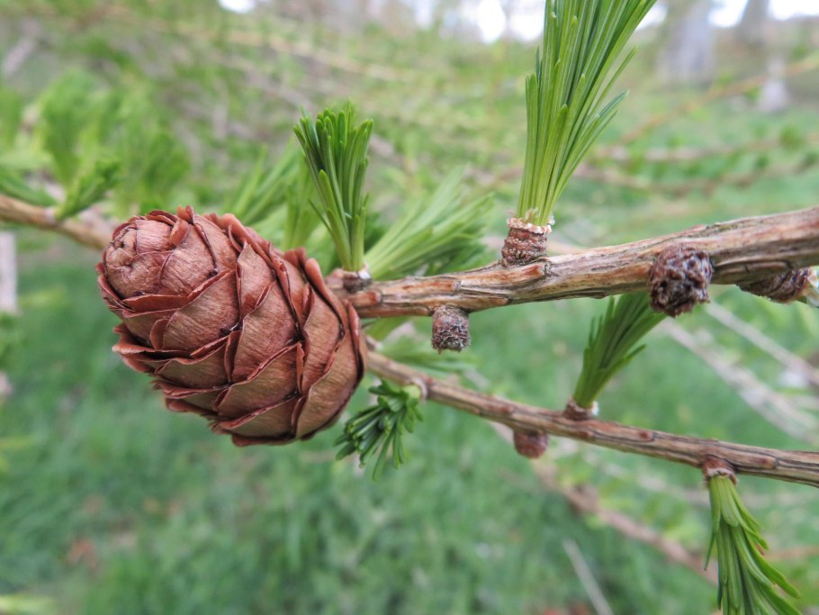 Лиственница сибирская (larix sibirica ledeb.)