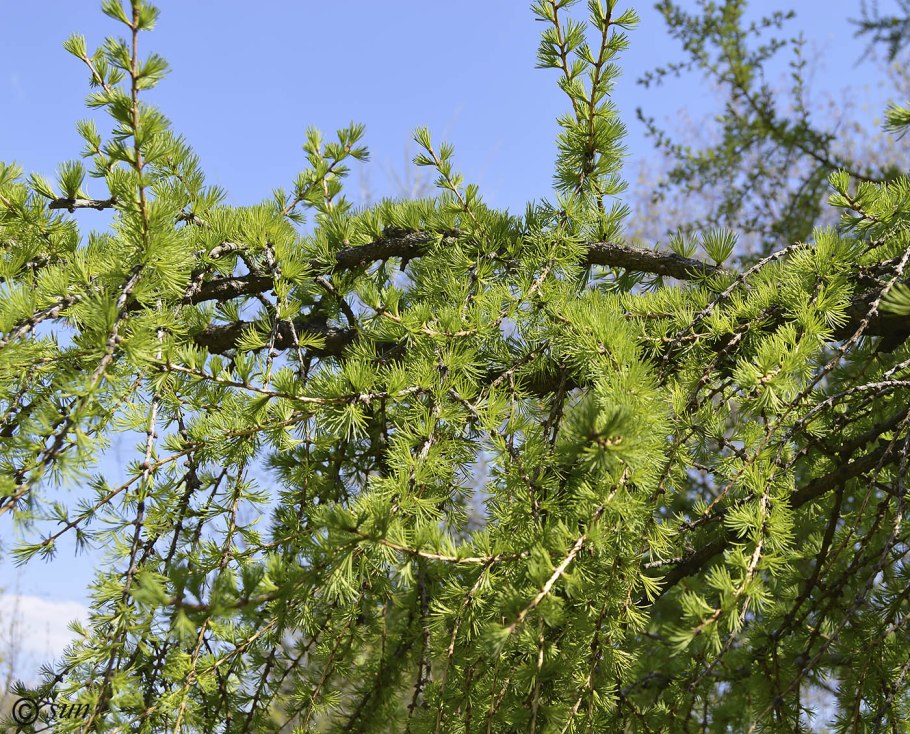 Лиственница даурская (каяндера).