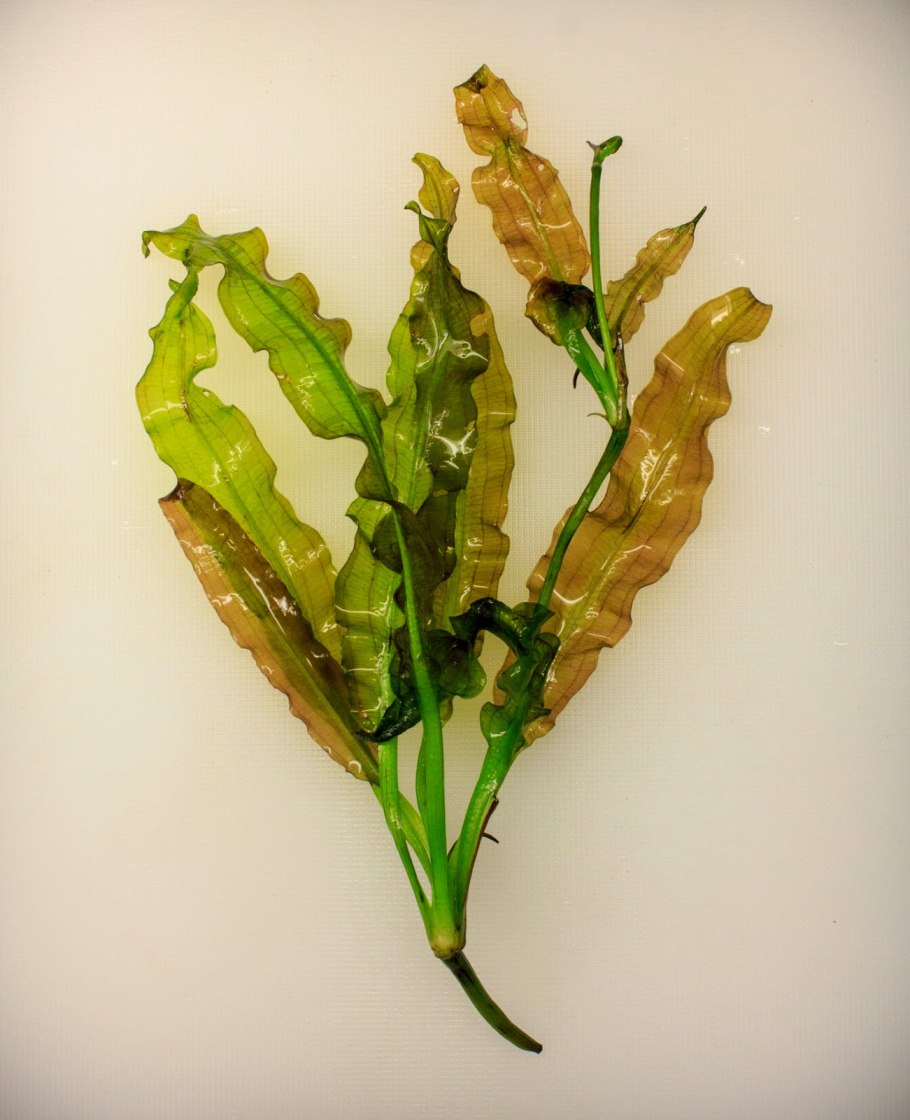 Валлиснерия, Людвигия, роголистник, Кабомба, Криптокорина, анубиас.