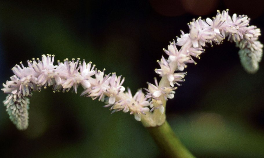 Апоногетон ундулатус
