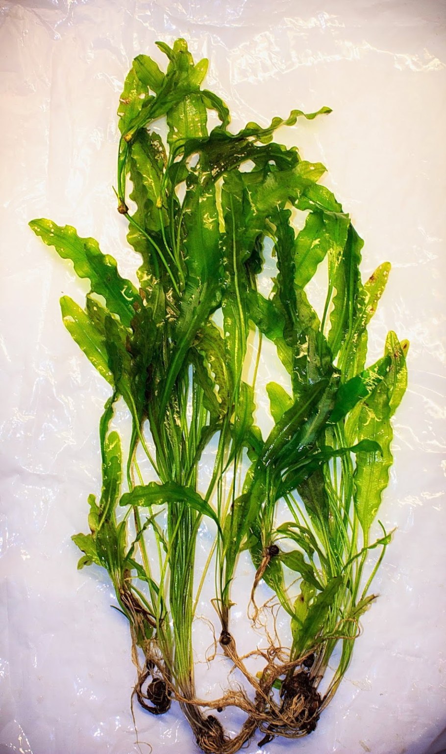 Апоногетон боивинианус