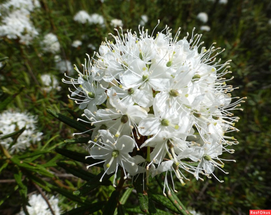 Багульник болотный Сибирский