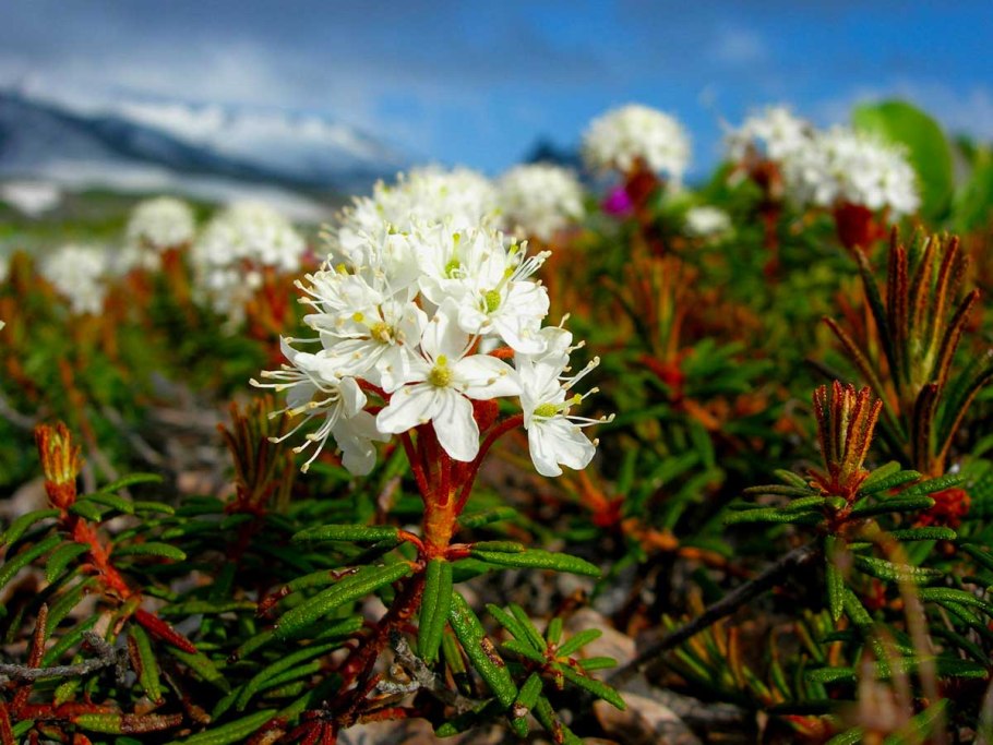 Багульник (ledum palustre)