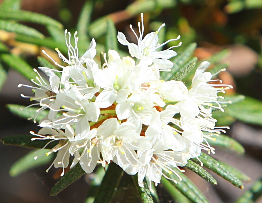 Растение багульник болотный