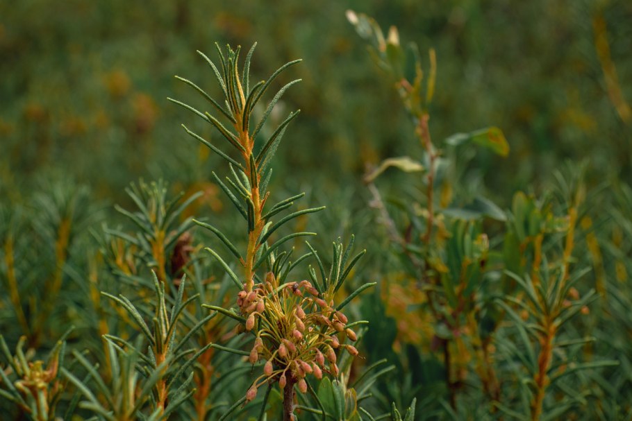 Багульник обыкновенный