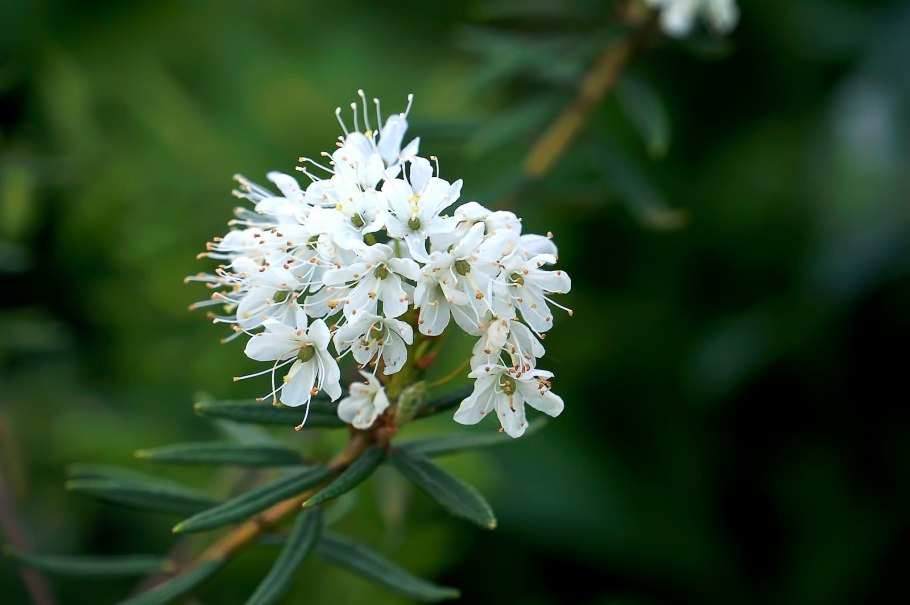 Багульник тундровый