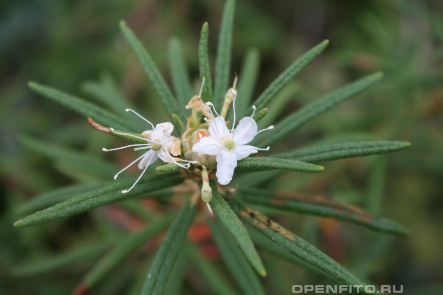 Багульника болотного