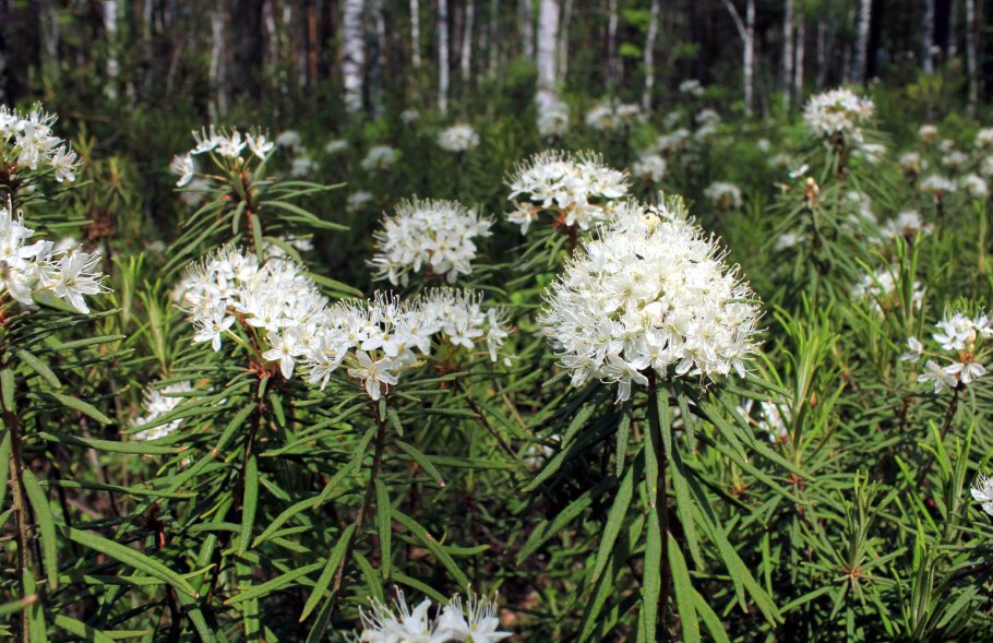 Багульник болотныи