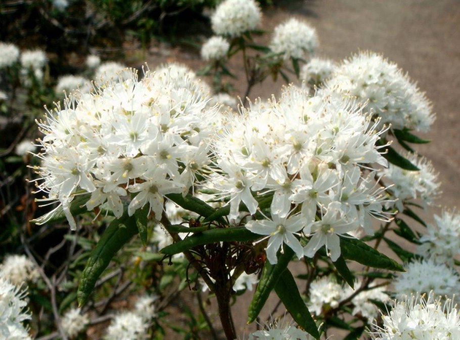 Багульник белый болотный