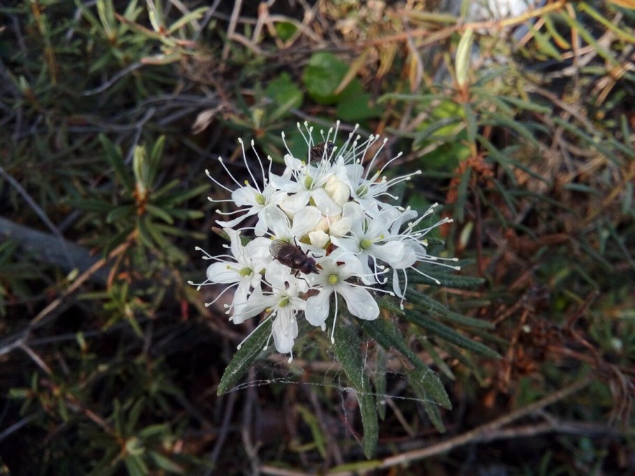 Багульник обыкновенный