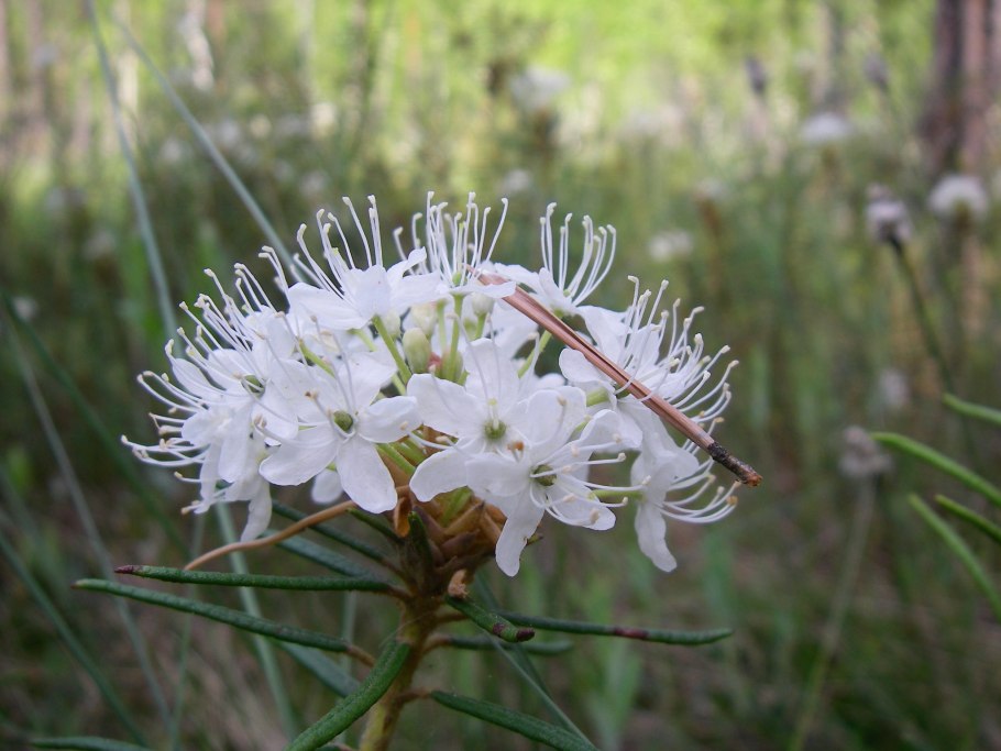 Багульник болотный Сибирский