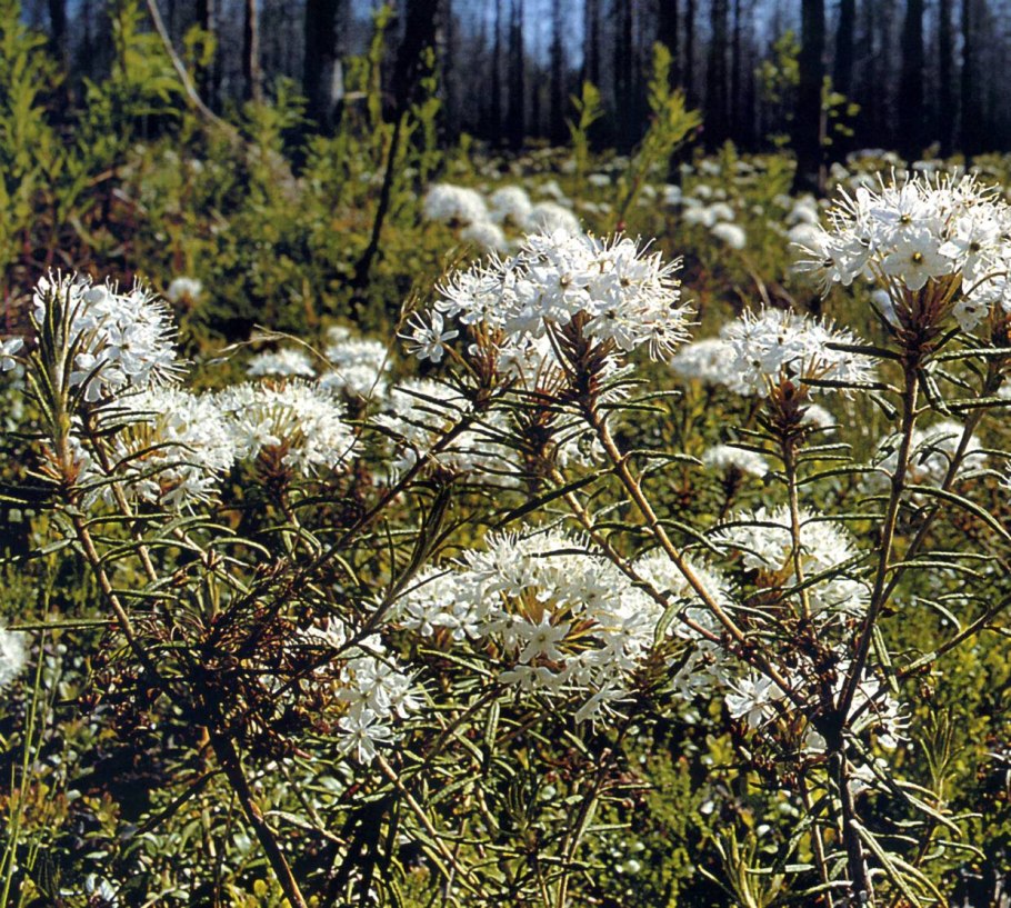 Багульник болотный (ledum palustre)