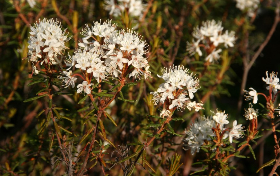 Багульник тундровый