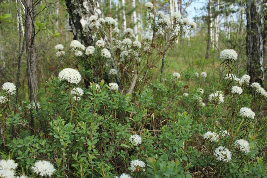 Багульник болотный рододендрон