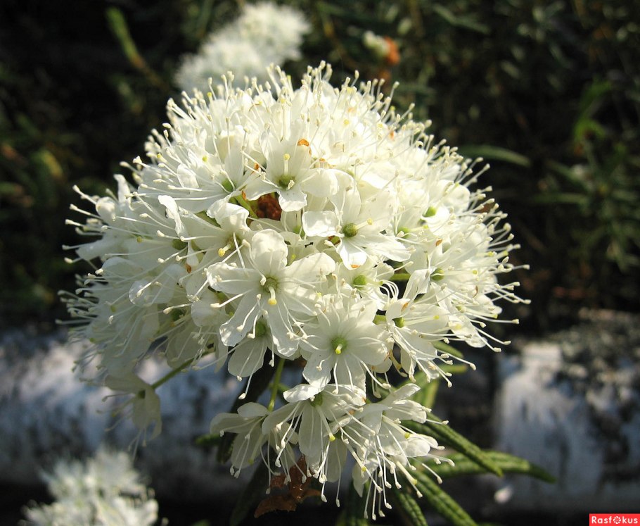 Багульник обыкновенный