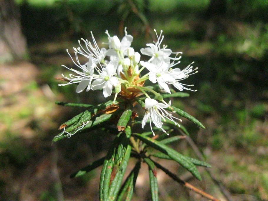 Багульник болотный трава