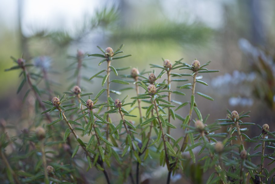 Багульник болотный растение