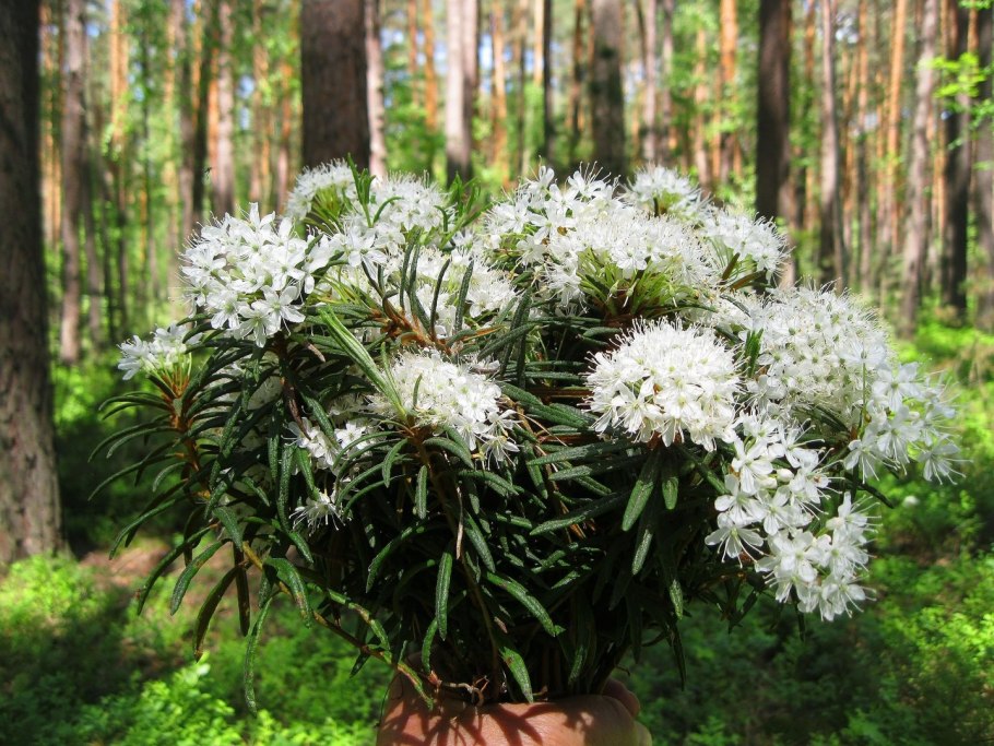 Багульника болотного