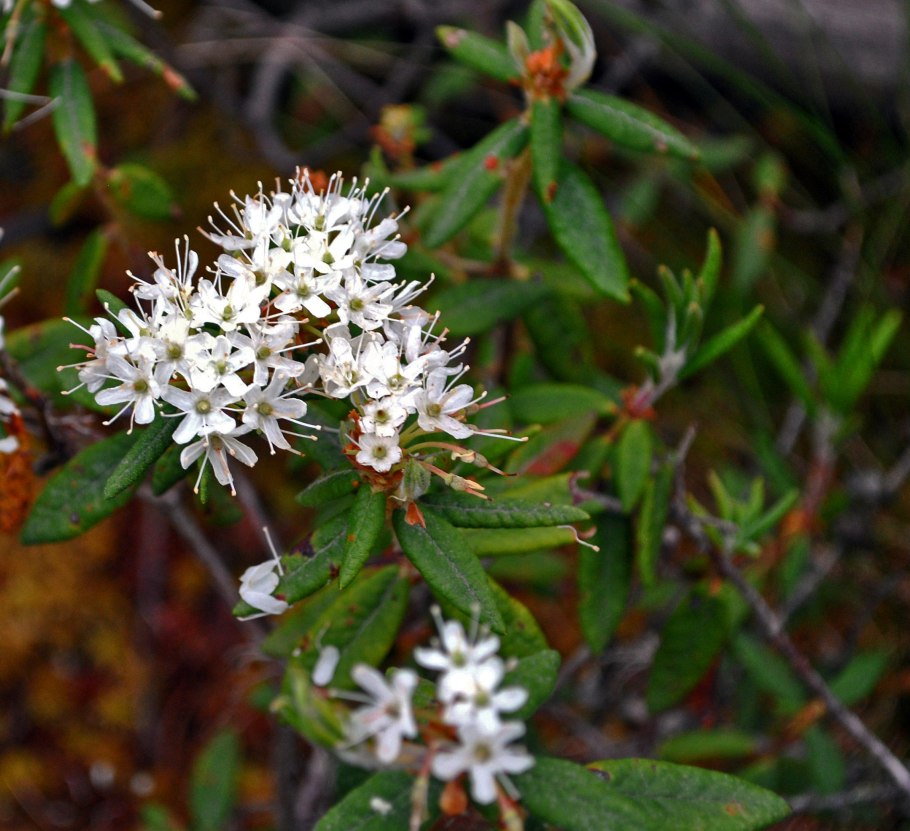 Багульник болотный кустарник