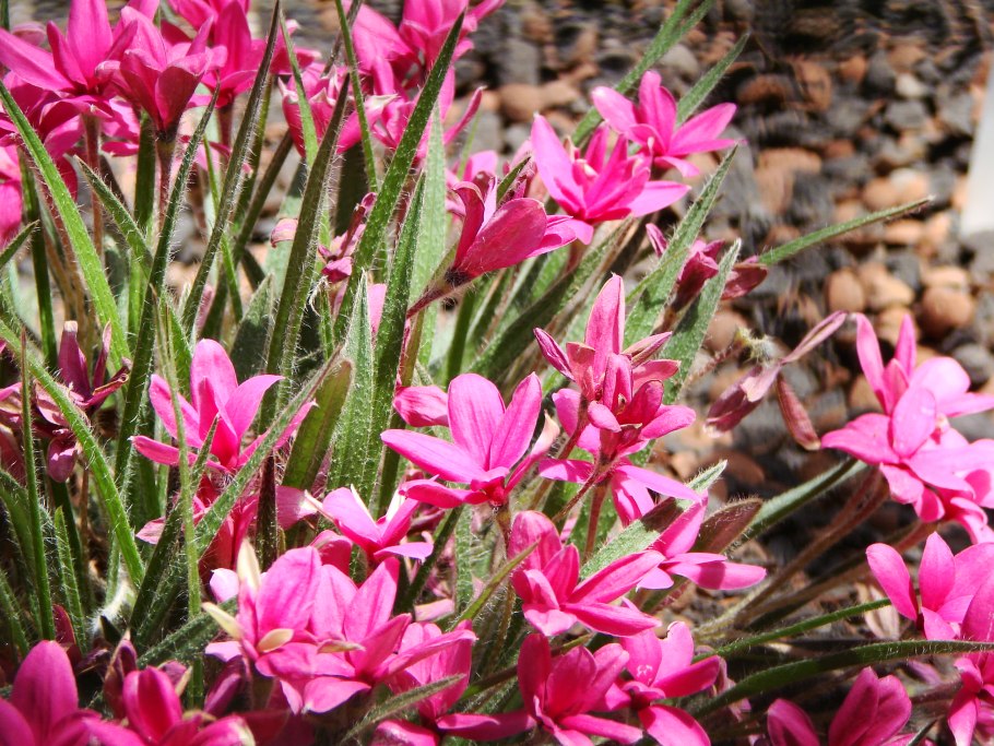 Rhodohypoxis baurii