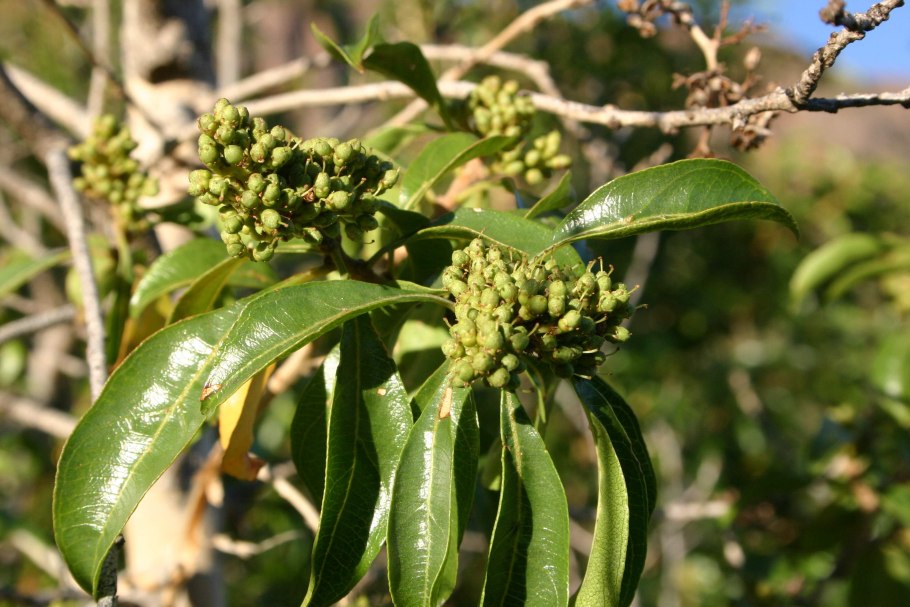 Cyanastrum cordifolium