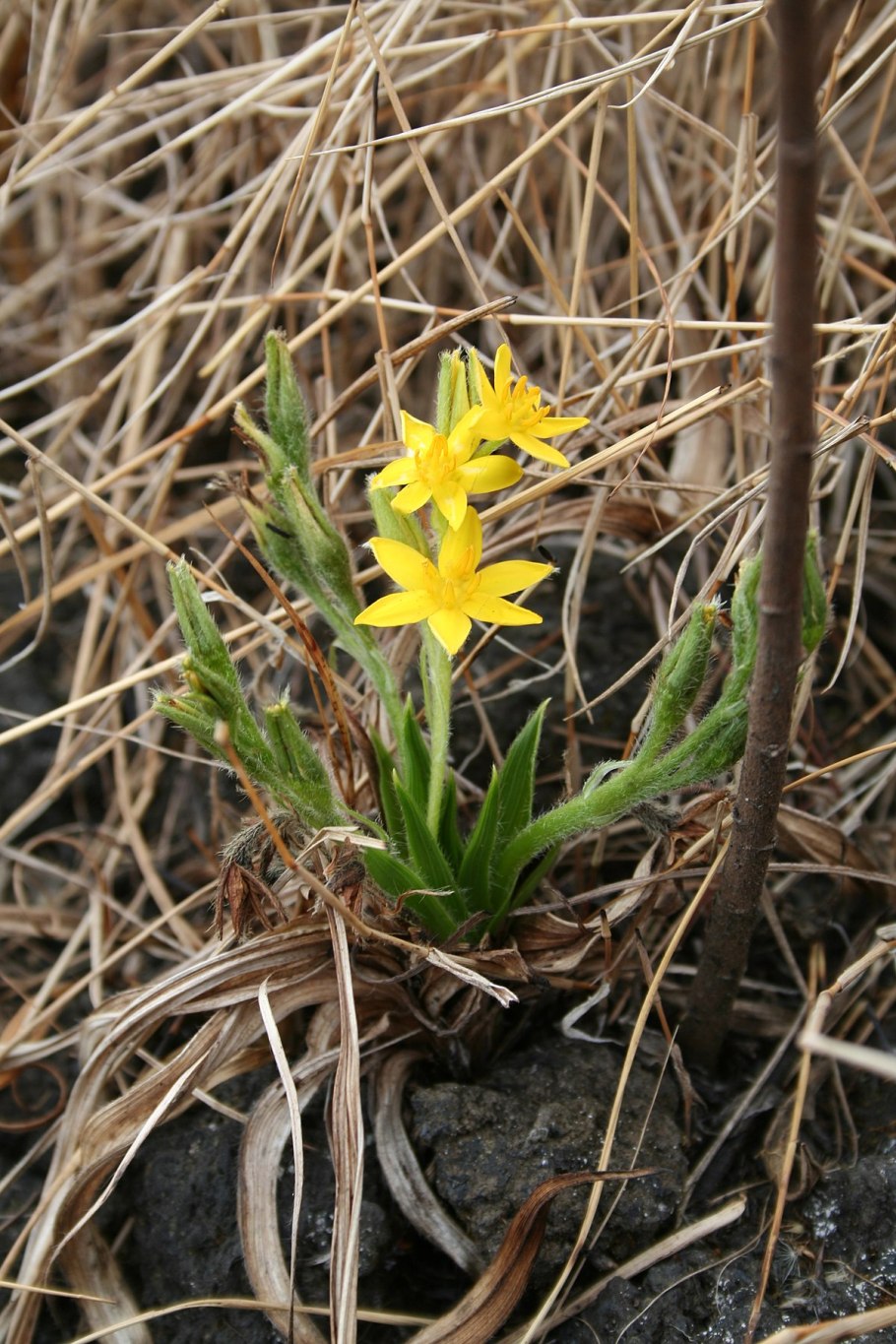 Hypoxis Aurea