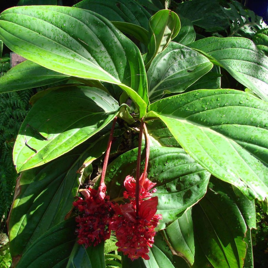 Rhodophyllis dichotomum