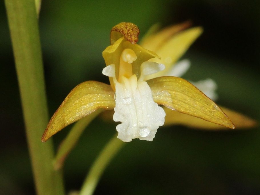 Десмодиум Блюбелл