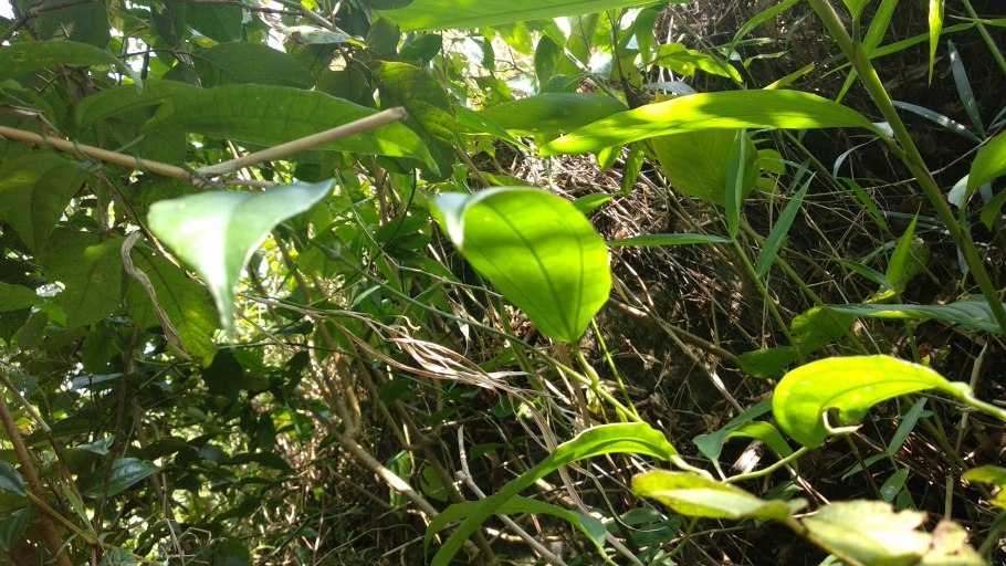 Эмботриум шарлаховый