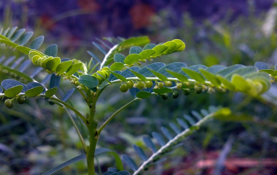 Streblorrhiza speciosa
