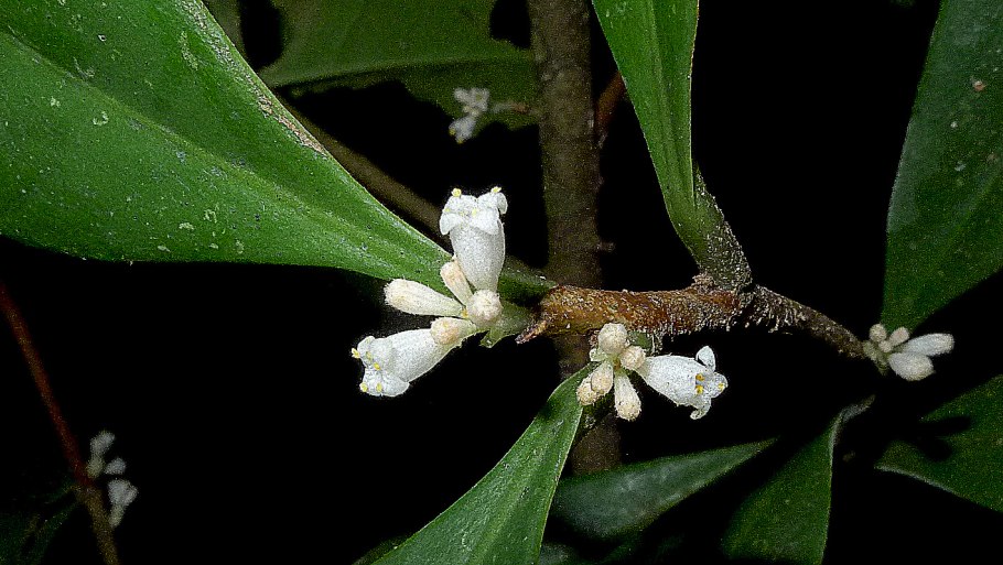 Семейство Папоротниковидные
