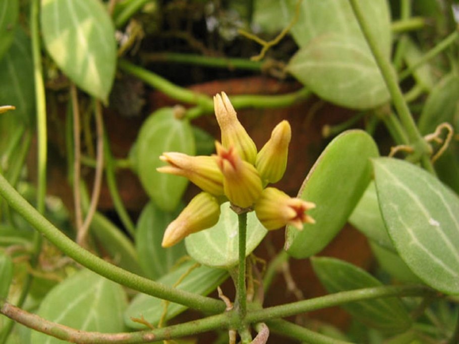 Семейство СПАРЖЕЦВЕТНЫЕ