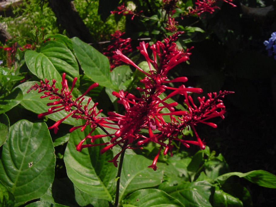 Одонтонема калистахикум