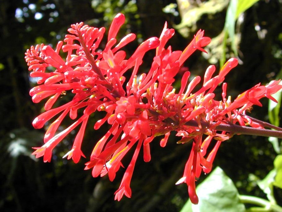 Семейство акантовых (Acanthaceae).