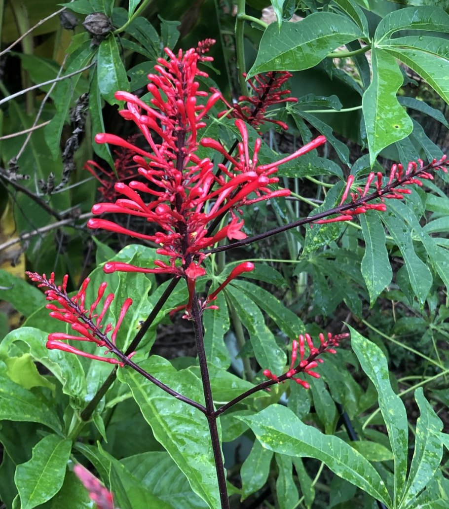 Одонтонема фото