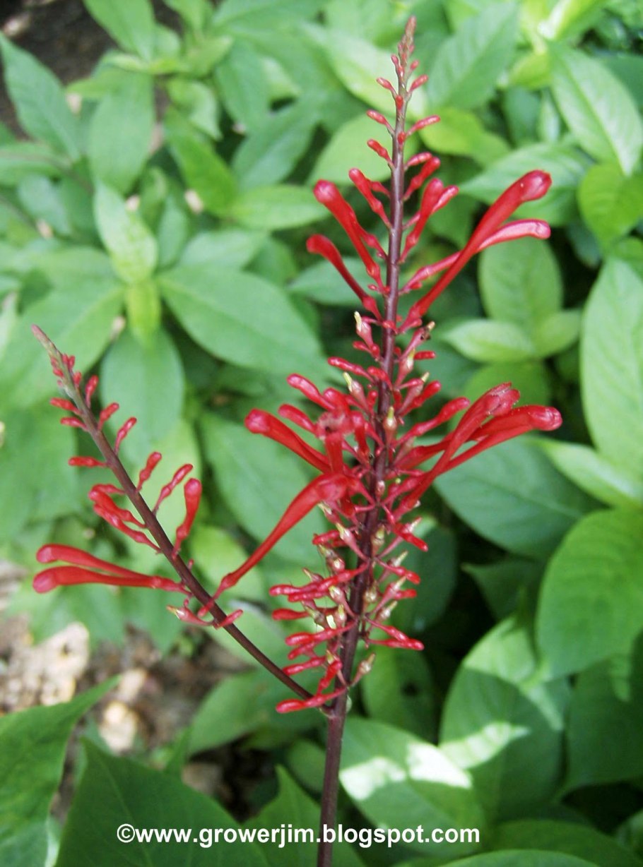 Лейцестерия Формоза